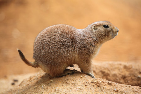 Blacktailed prairie dog Cynomys ludovicianus.