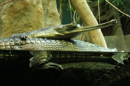 Gharial (Gavialis gangeticus), also knows as the gavial.