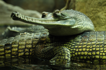Gharial (Gavialis gangeticus), also knows as the gavial.の写真素材