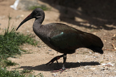 Hadada ibis (Bostrychia hagedash), also known as the hadeda ibis.の写真素材