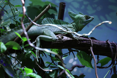 Plumed basilisk (Basiliscus plumifrons), also known as the green basilisk.の写真素材