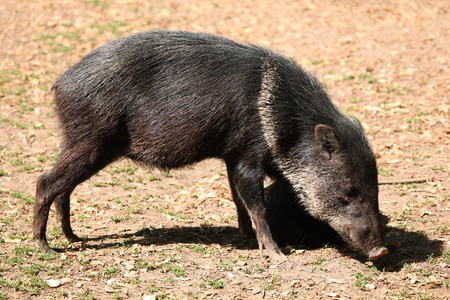 Collared peccary (Pecari tajacu). Wildlife animal.の写真素材