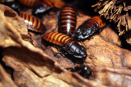 Madagascar hissing cockroach (Gromphadorhina portentosa), also known as the Madagascan giant...