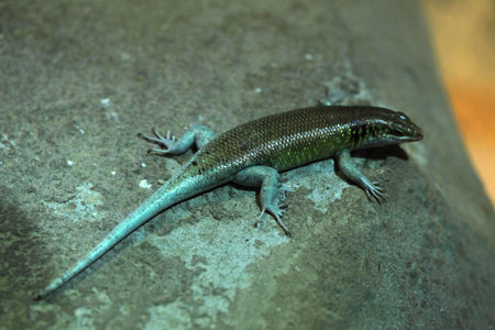 Rainbow mabuya Trachylepis margaritifera also known as the rainbow skink or bluetailed skink....