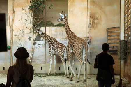 PRAGUE CZECH REPUBLIC  JUNE 2 2015: Visitors look at the Rothschild s giraffes Giraffa camelopardalis rothschildi at Prague Zoo Czech Republic.のeditorial素材