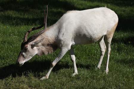 Addax (Addax nasomaculatus), also known as the white antelope and the screwhorn antelope. Wildlife animal.の写真素材