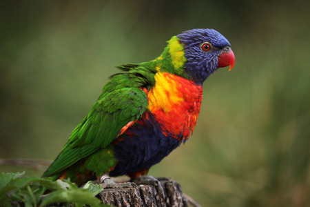 Rainbow lorikeet (Trichoglossus moluccanus). Wildlife animal.の写真素材
