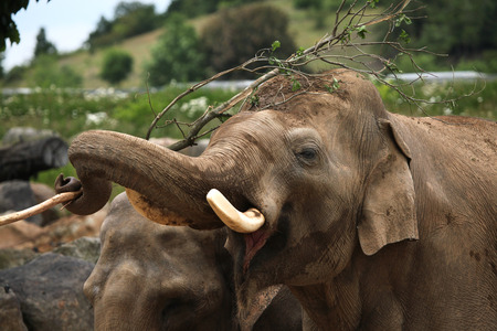 Indian elephant (Elephas maximus indicus) uses trunk to scratch its back with branch. Wildlife animal.の写真素材