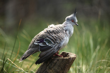 Crested pigeon (Ocyphaps lophotes), commonly called the atopknot pigeon. Wildlife animal.の写真素材