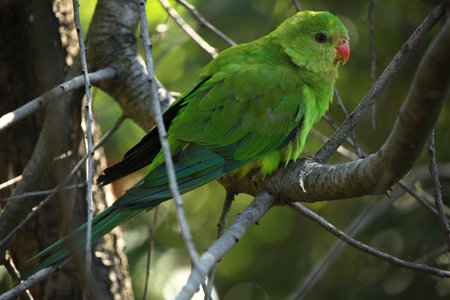 Scaly-breasted lorikeet (Trichoglossus chlorolepidotus). Wildlife animal.