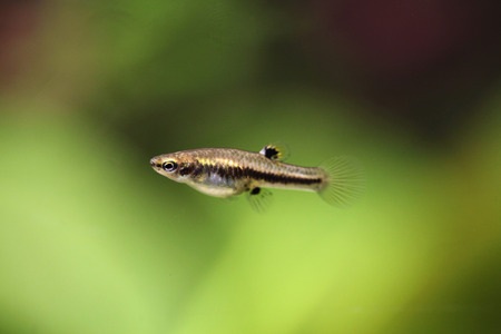 Mosquito fish (Heterandria formosa), also known as the least killifish. Wildlife animal.の写真素材