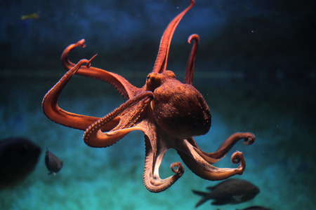 Common octopus (Octopus vulgaris). Wildlife animal. Common octopus (Octopus vulgaris). Wildlife animal.