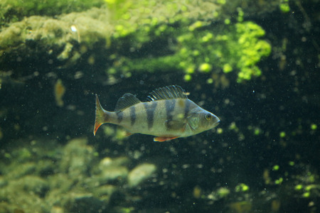 European perch (Perca fluviatilis). Wildlife animal.の写真素材