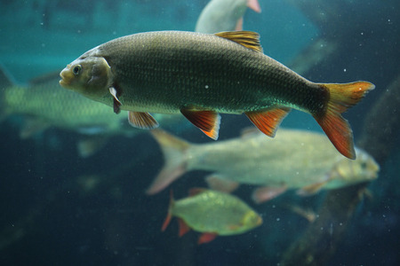 Common rudd (Scardinius erythropthalmus). Wildlife animal.の写真素材