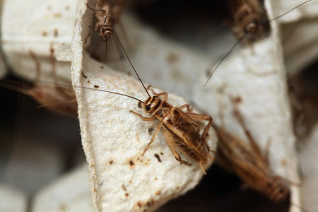 House cricket (Acheta domestica) on egg pack. Wild life animal.