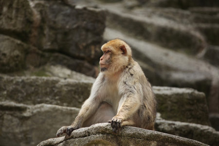 Barbary macaque (Macaca sylvanus), also known as the maggot. Wild life animal.