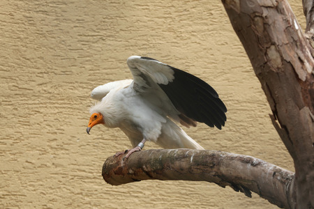 Egyptian vulture (Neophron percnopterus), also known as the white scavenger vulture. Wild life animal.の写真素材