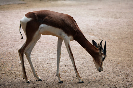 Mhorr gazelle (Nanger dama mhorr). Wild life animal.の写真素材