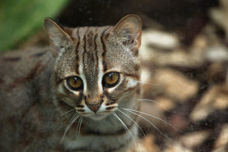 Rusty-spotted cat (Prionailurus rubiginosus). Wild life animal.