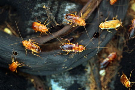 Turkestan cockroach (Blatta lateralis), also known as the rusty red cockroach. Wild life animal.の写真素材