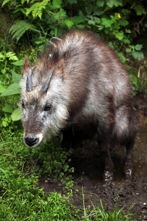 Japanese serow (Capricornis crispus). Wildlife animal.の写真素材