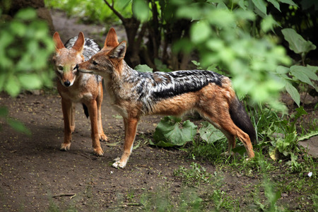 Black-backed jackal (Canis mesomelas). Wildlife animal.の写真素材