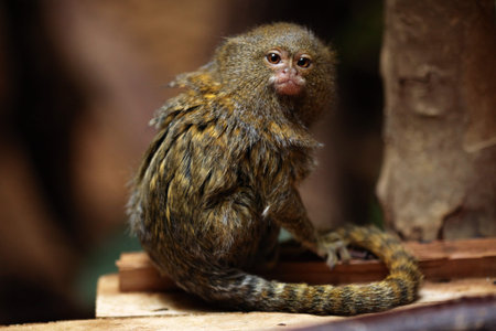 Pygmy marmoset (Cebuella pygmaea). Wildlife animal.