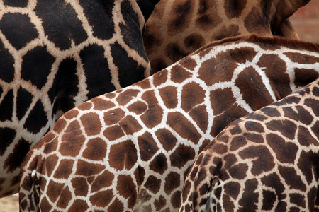 Rothschild giraffe (Giraffa camelopardalis rothschildi) skin texture. Wildlife animal.の写真素材