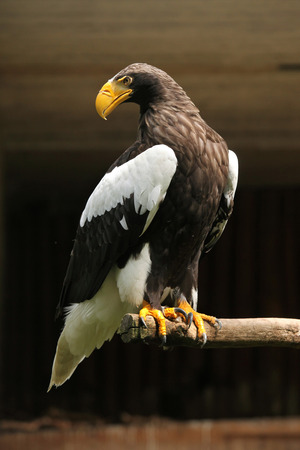 Steller sea eagle (Haliaeetus pelagicus). Wildlife animal.の写真素材