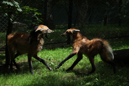 Two maned wolfs (Chrysocyon brachyurus) fighting. Wildlife animal.の写真素材