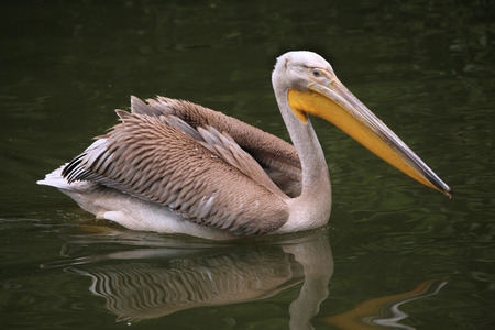 Grey pelican (Pelecanus philippensis), also known as the spot-billed pelican. Wildlife animal.の写真素材