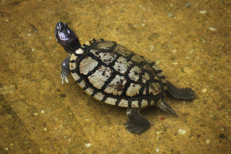 Red-eared slider Trachemys scripta elegans swimming. Wildlife animal.