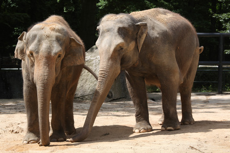 Two Indian elephants (Elephas maximus indicus). Wildlife animal.の写真素材