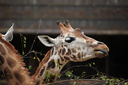 Rothschild giraffe (Giraffa camelopardalis rothschildi). Wildlife animal.の写真素材