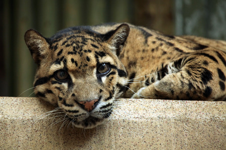 Clouded leopard (Neofelis nebulosa). Wildlife animal.の写真素材