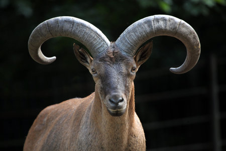 East Caucasian tur (Capra caucasica cylindricornis), also known as the Daghestan tur. Wildlife...