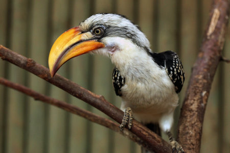 Eastern yellow-billed hornbill (Tockus flavirostris), also known as the northern yellow-billed...