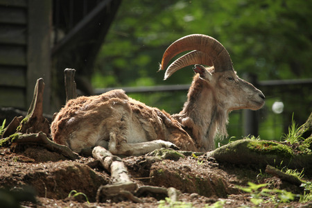 Bukhara urial (Ovis orientalis bochariensis). Wildlife animal.の写真素材