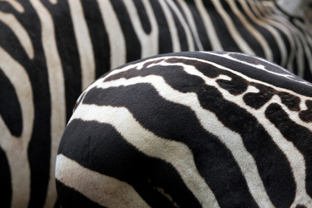 Maneless zebra Equus quagga borensis skin texture. Wildlife animal.の写真素材