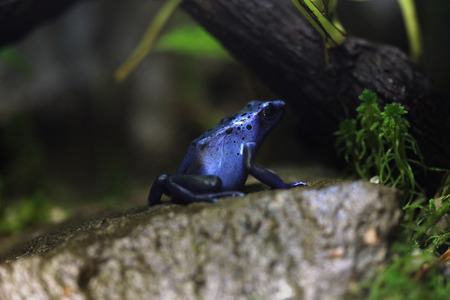 Blue poison dart frog (Dentrobates azureus), also known as the blue poison arrow frog. Wildlife animal.の写真素材