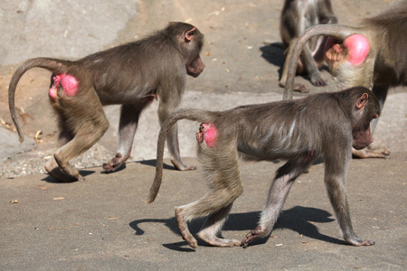 Hamadryas baboon (Papio hamadryas). Wild life animal.の写真素材