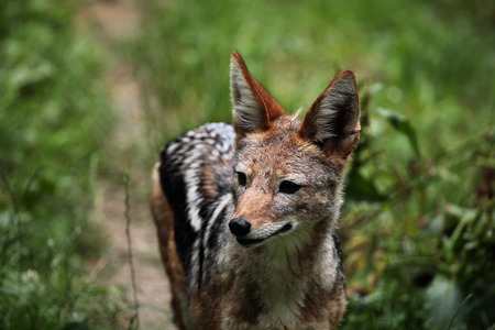 Black-backed jackal Canis mesomelas. Wildlife animal.の写真素材