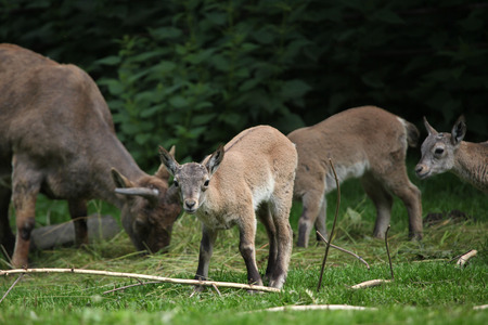 East Caucasian tur (Capra caucasica cylindricornis), also known as the Daghestan tur. Wildlife animal.の写真素材