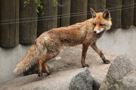 Red fox (Vulpes vulpes). Wild life animal.の写真素材