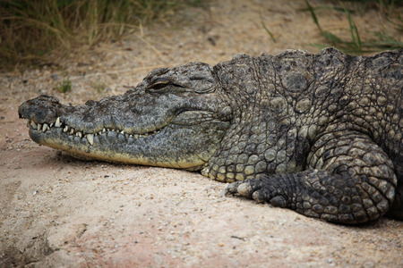 Nile crocodile (Crocodylus niloticus). Wild life animal.の写真素材
