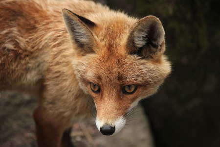 Red fox (Vulpes vulpes). Wild life animal.の写真素材