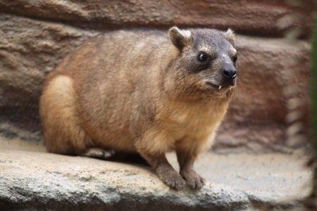 Rock hyrax (Procavia capensis), also known as the Cape hyrax. Wild life animal.