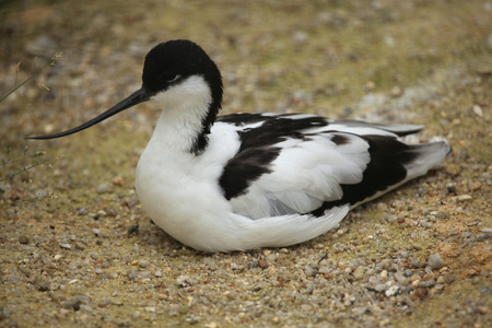Pied avocet (Recurvirostra avosetta), aslo known as the black-capped avocet. Wild life animal.の写真素材