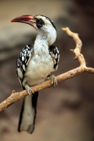 Northern red-billed hornbill (Tockus erythrorhynchus). Wild life animal.の写真素材