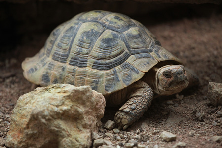 Hermann tortoise (Testudo hermanni). Wild life animal.の写真素材